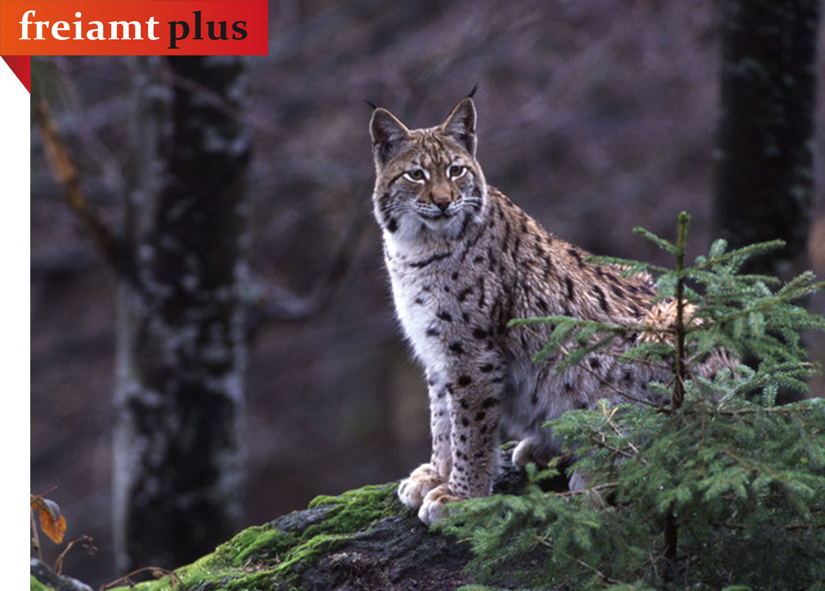 home luchs