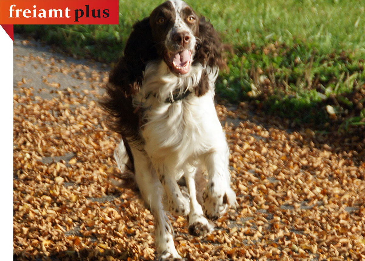 adv bettina freude hund